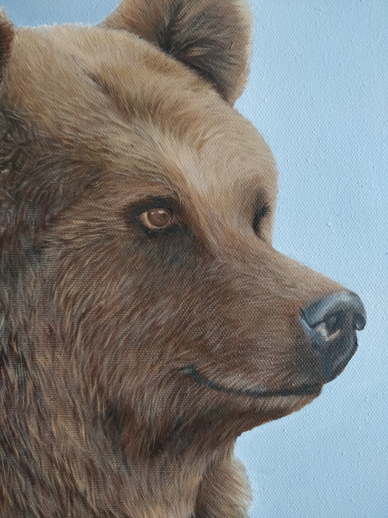 Portrait ours grizzli du Canada